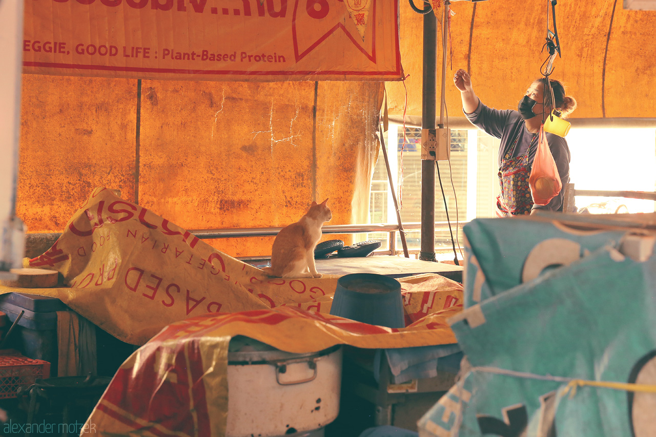 Sawadee Siam Serenity Foto von A bustling market scene in Wang Burapha Phirom, Bangkok. A curious cat and a vendor interact against vibrant banners.