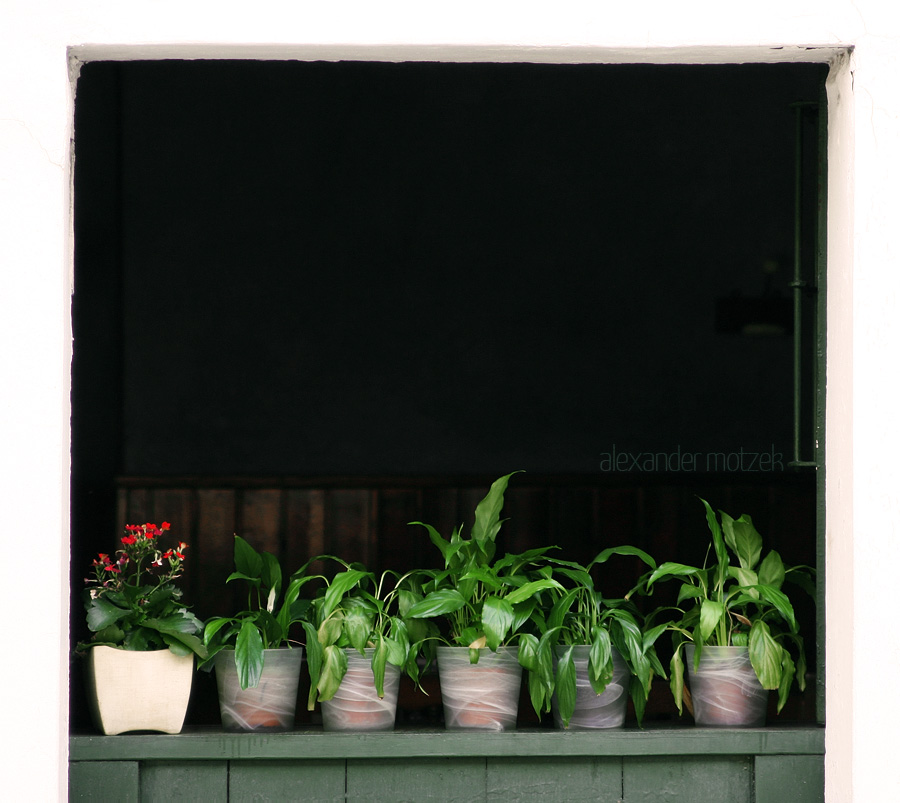 Foto von A quintet of potted plants line a serene Barcelona window, blending urban charm with nature's touch.