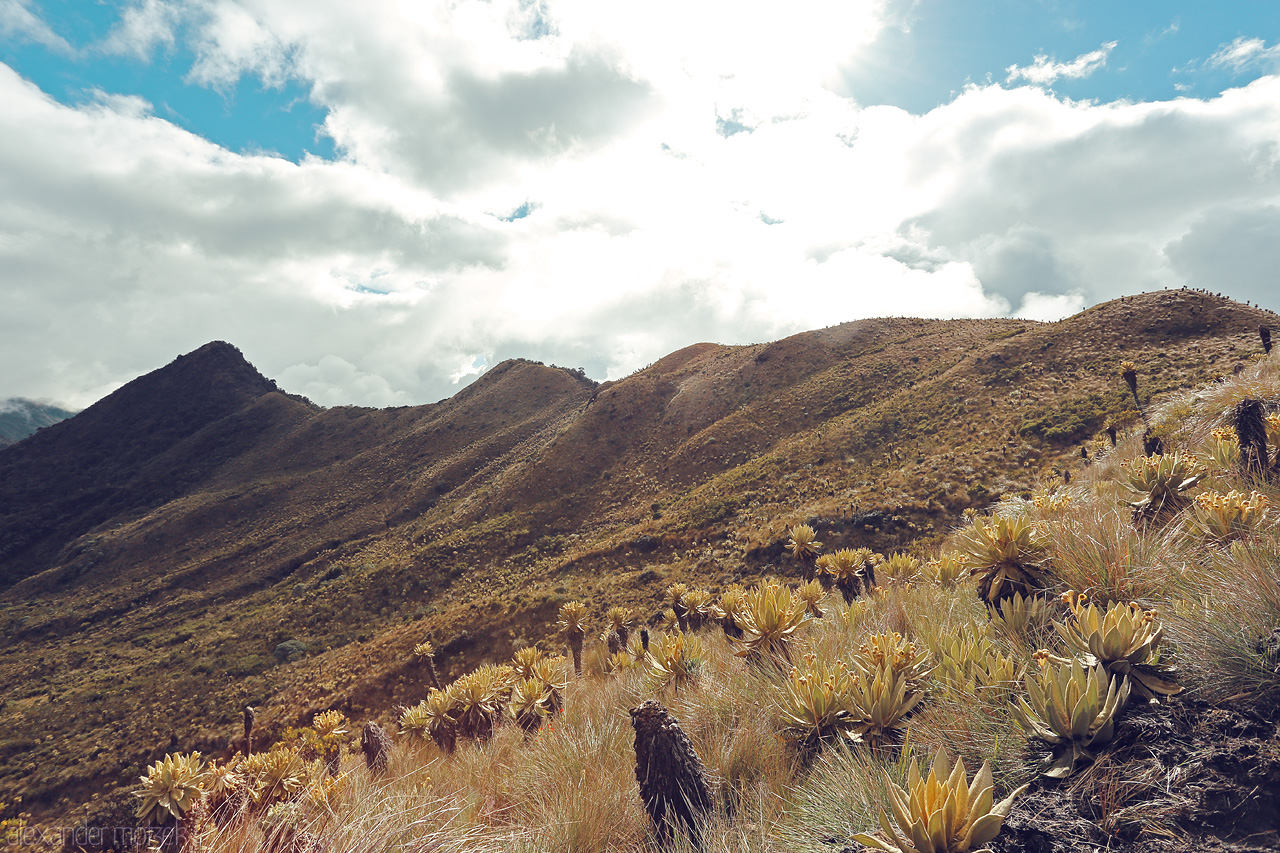 Foto von Golden sunlight illuminates the rolling hills and native frailejón plants in Salento, Quindío, Colombia.