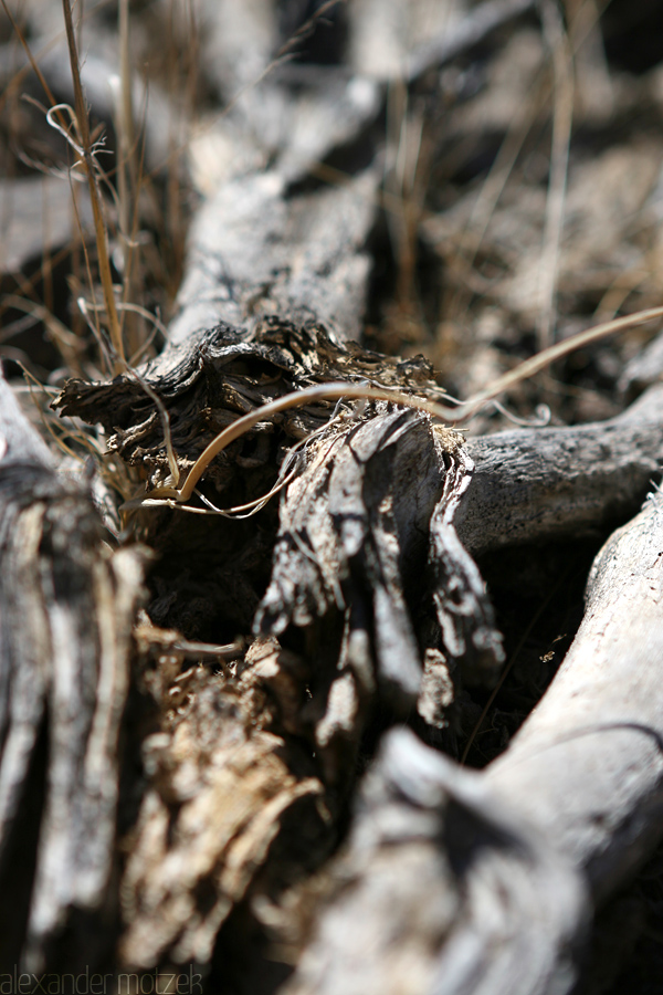 Foto von Gran Canaria ausgetrocknetes Holz