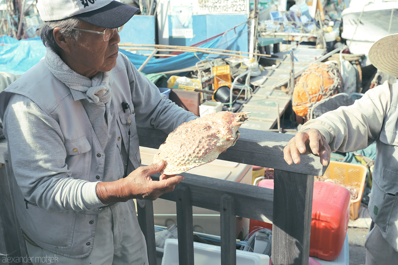 Foto von Panzer einer Riesenkrabbe am Hafen von Izu