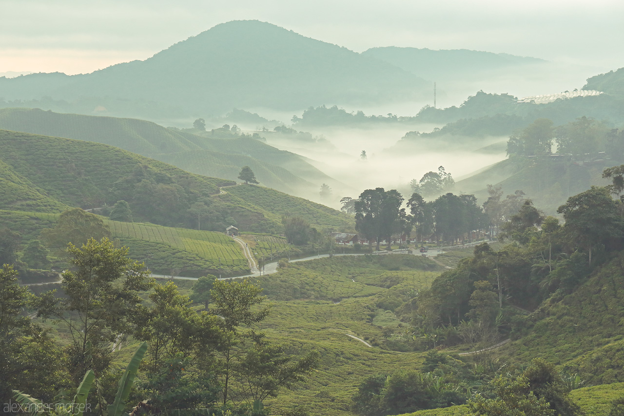 Foto von A serene morning view of mist rolling over lush tea plantations in Cameron Highlands, Malaysia, unveiling layers of lush green hills.