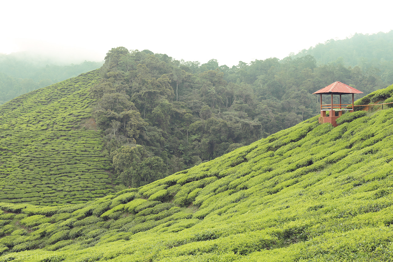 Foto von A tranquil vista of lush tea plantations and a solitary gazebo in Cameron Highlands, Malaysia.