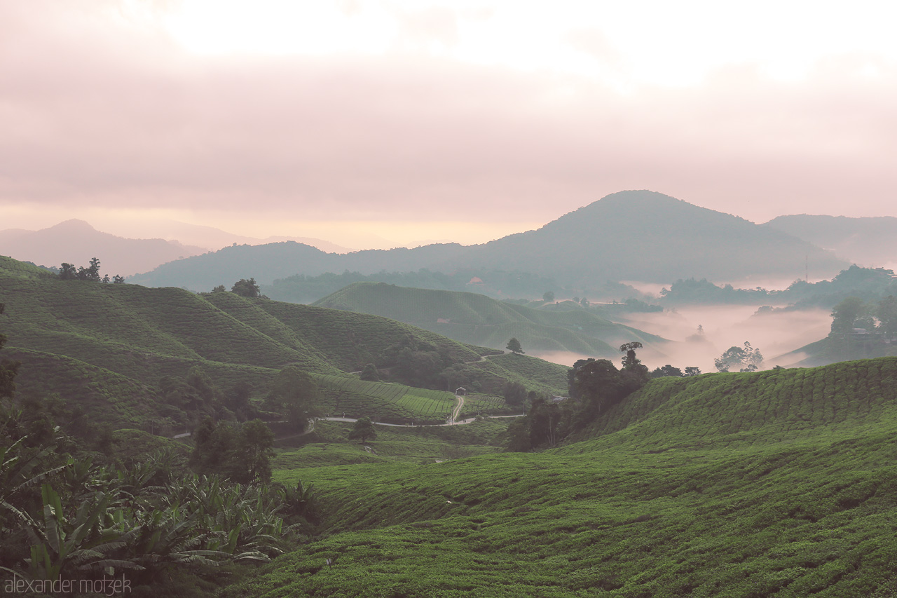 Foto von Mist drapes over lush tea plantations and rolling hills in Cameron Highlands, Malaysia, creating a serene and ethereal landscape.