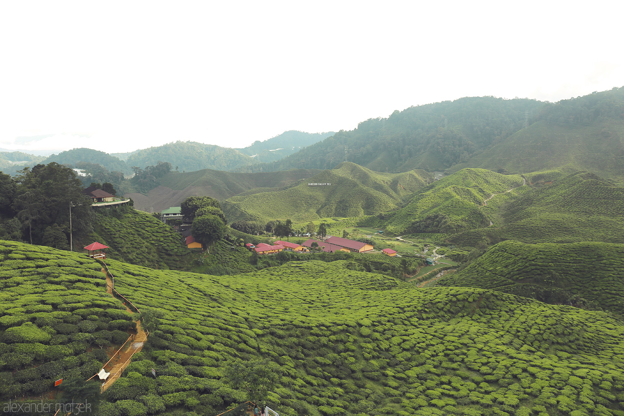 Foto von Rolling tea plantations stretch across Cameron Highlands, Malaysia, with lush greens and misty peaks creating a serene landscape.