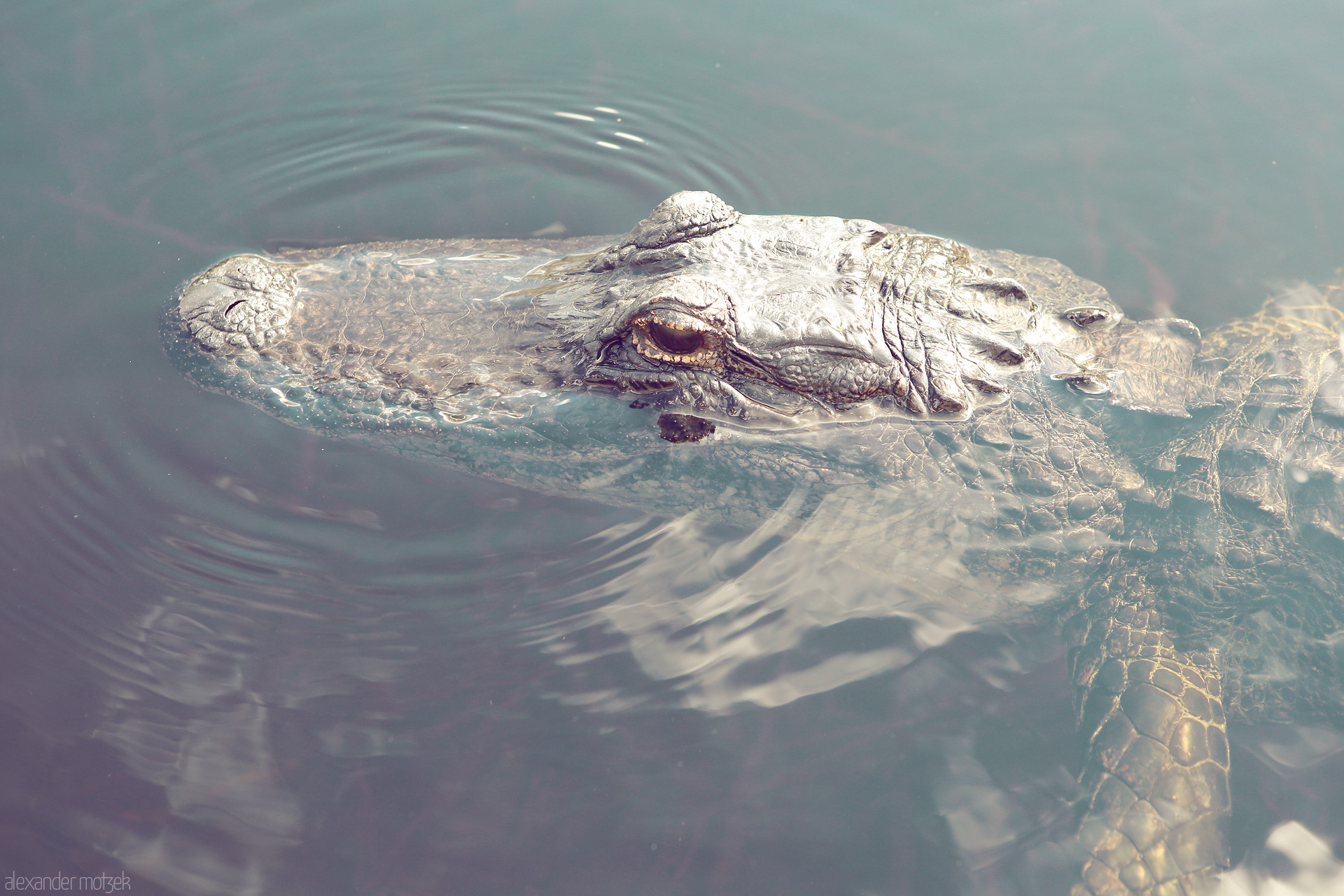 Foto von A watchful alligator emerges from tranquil waters in Miami, Florida, embodying the mystique of the subtropical Everglades environment.