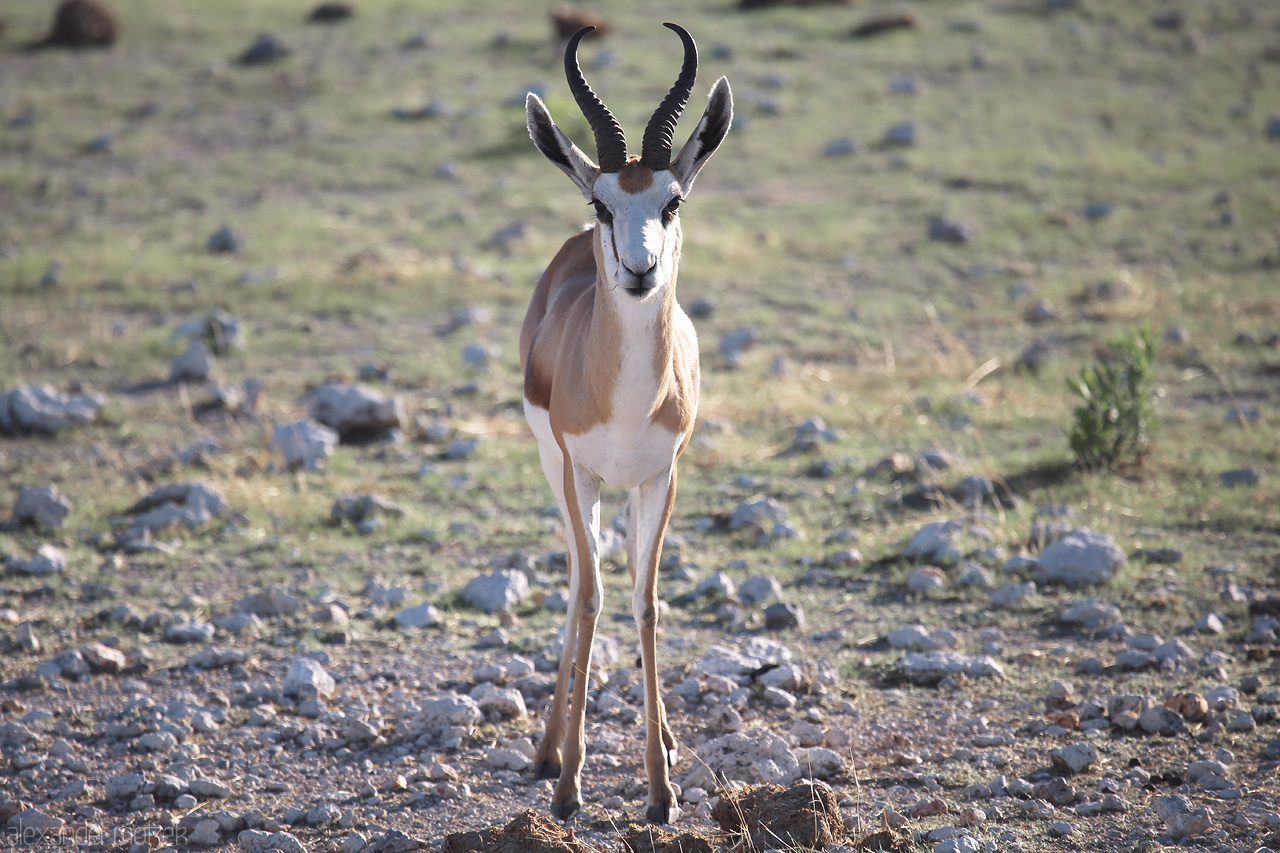 Foto von A majestic springbok in the golden light of Etosha, Namibia, gracefully commanding the savannah.