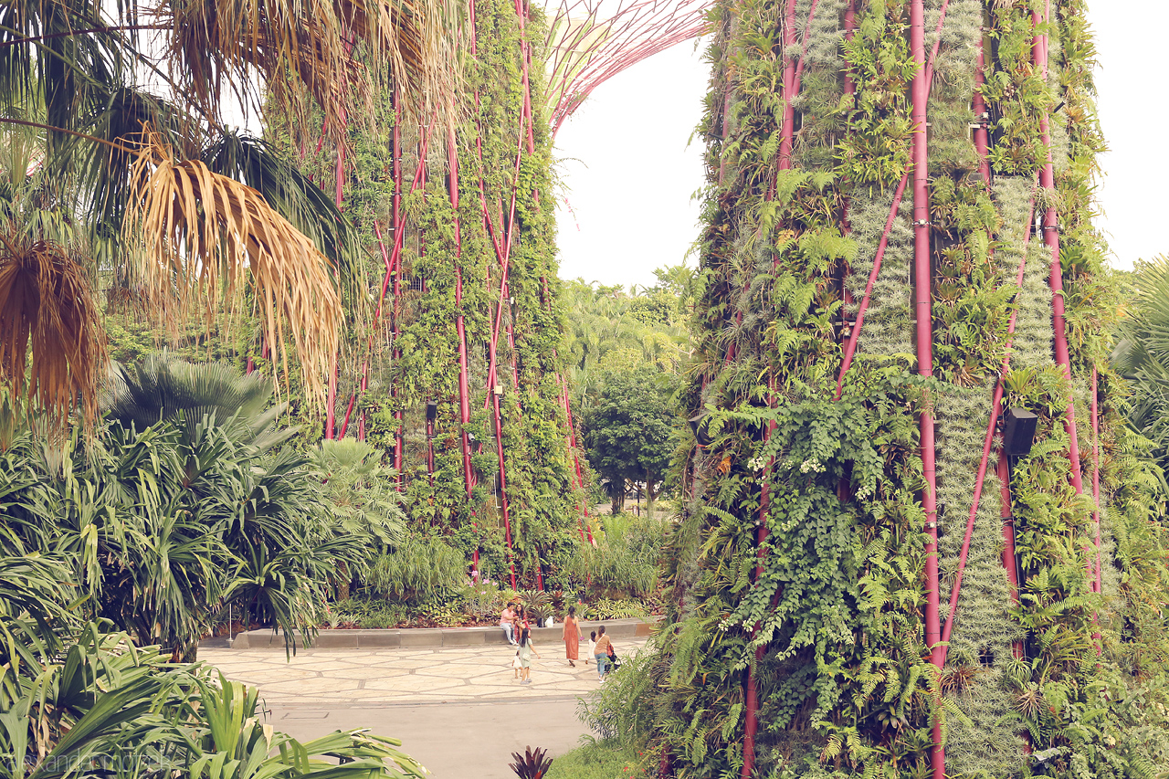 Foto von Serene pathways weave through the iconic, lush Supertrees at Gardens by the Bay in Singapore, offering a tranquil escape in the urban landscape.