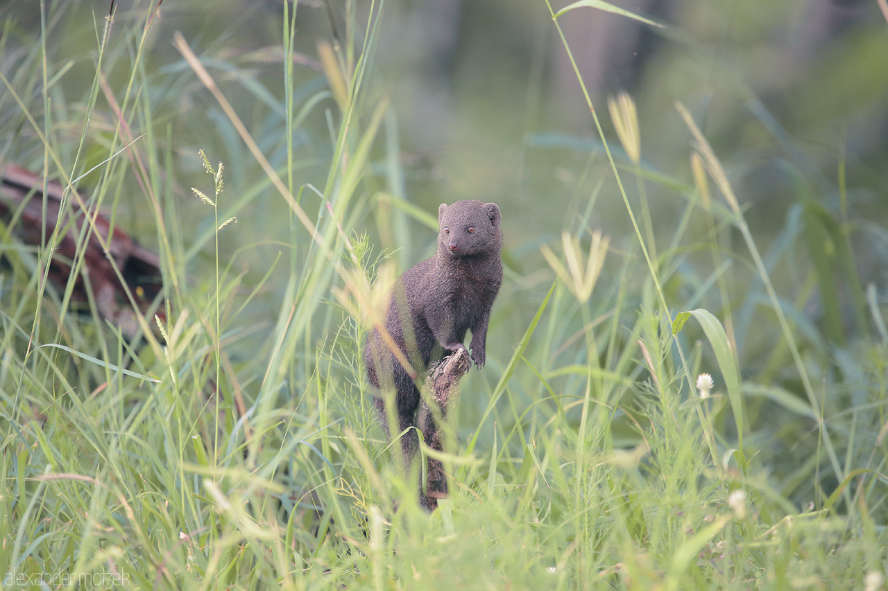 Foto von A curious mongoose stands tall amidst the lush greenery of Kruger National Park, South Africa.