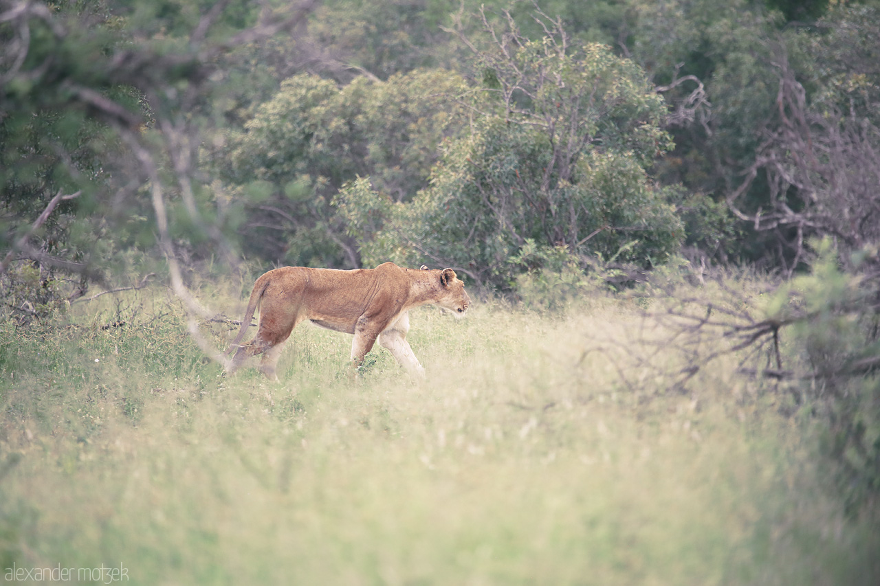 Foto von A lioness prowls through the dense, green bushveld of Kruger National Park, South Africa, embodying the wild spirit of the savanna.