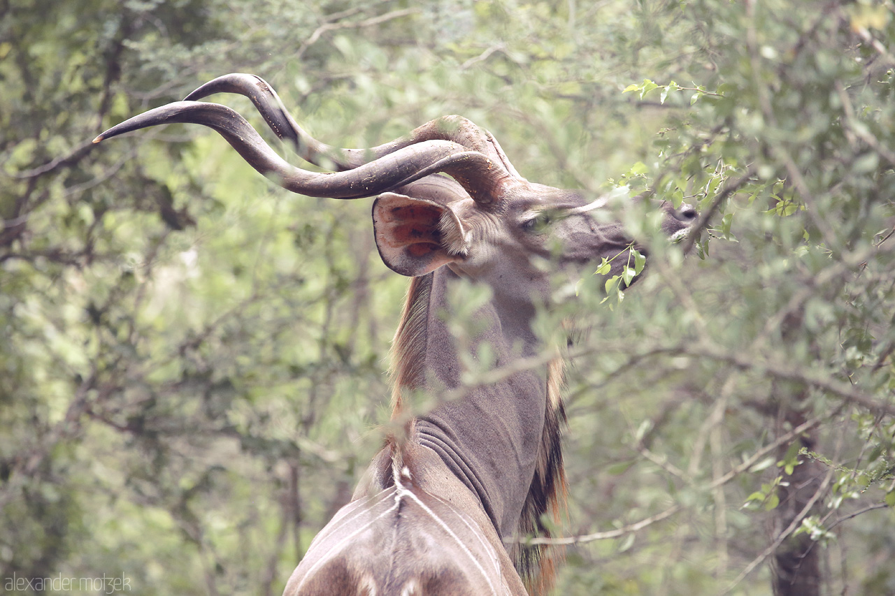 Foto von A majestic kudu peacefully grazes amidst the lush greenery of Kruger National Park, South Africa.