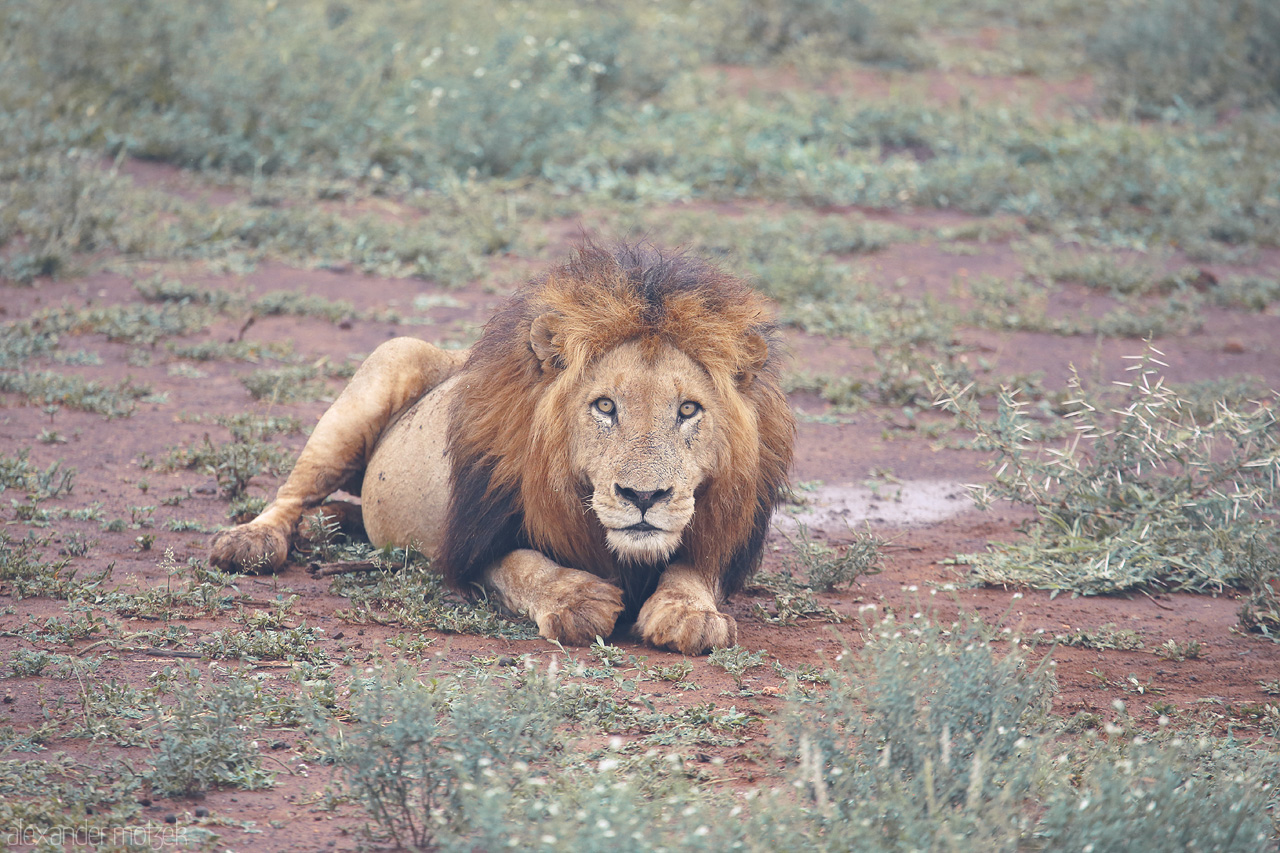 Foto von A majestic lion rests on the rich, red earth of Kruger National Park, embodying the wild heart of South Africa.