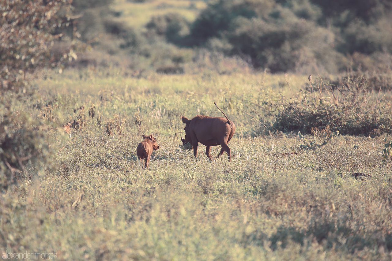 Foto von A mother warthog and her piglet roam the vast savannah of Kruger National Park, South Africa. Nature's gentle beauty on display.