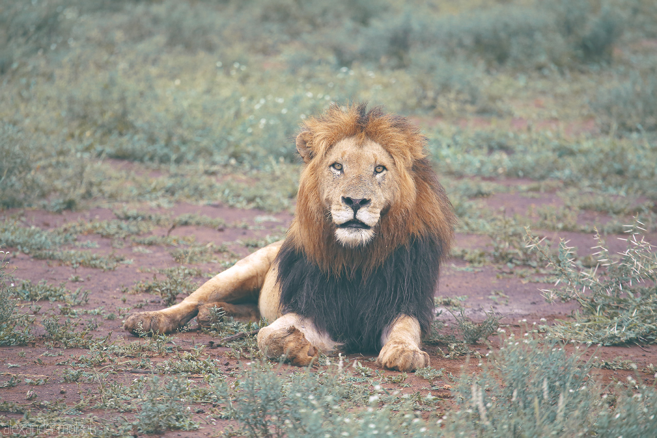 Foto von A regal lion rests on the open savanna of Kruger National Park, South Africa, embodying the wild's serene yet powerful beauty.