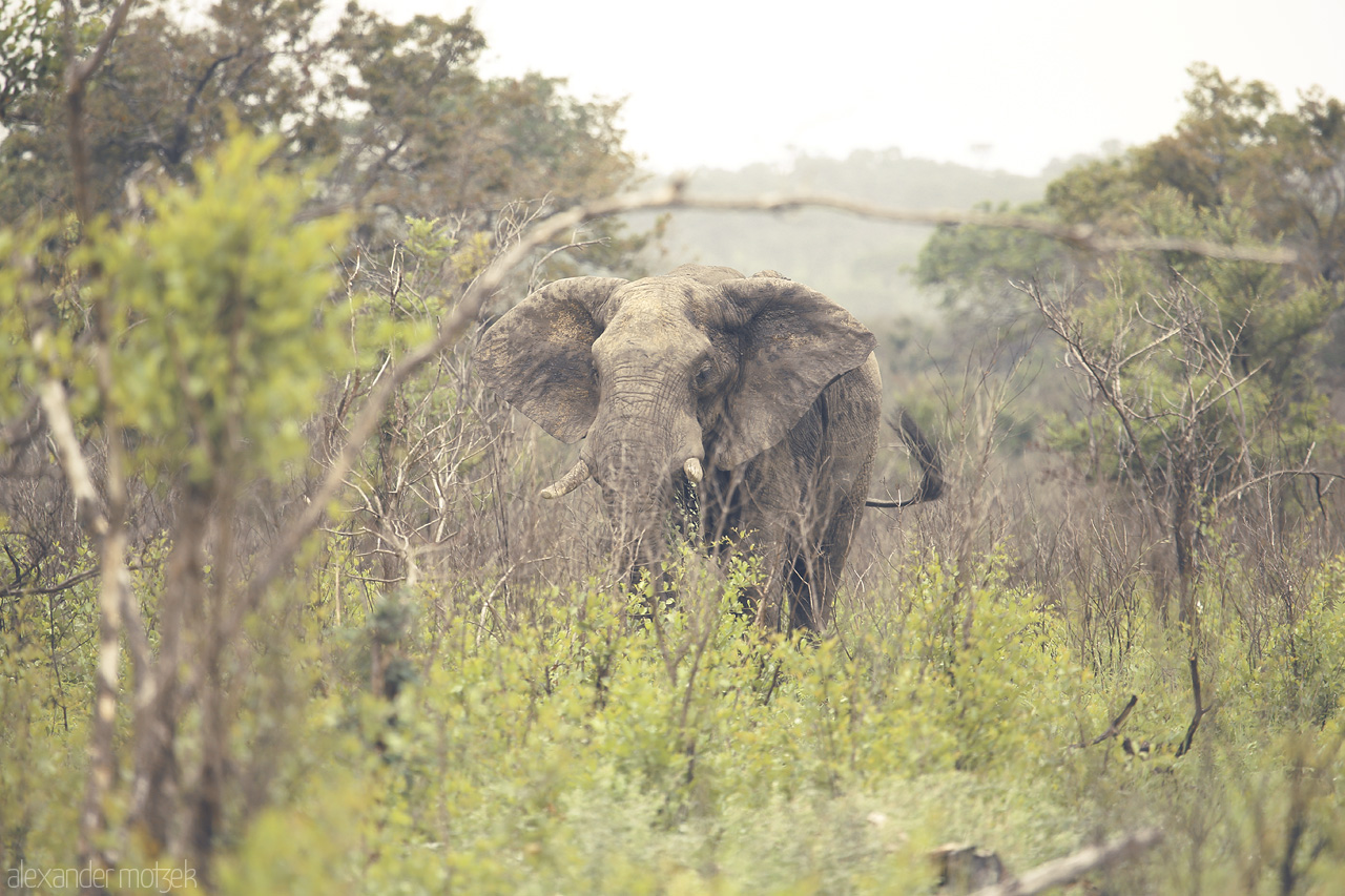 Foto von A serene elephant stands amidst the vibrant greenery of Kruger National Park, South Africa, embodying the wild spirit of the African landscape.