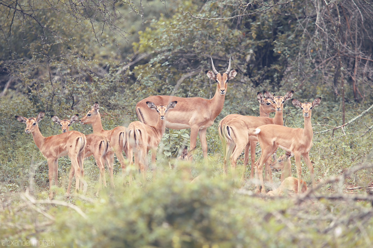 Foto von A serene group of impalas stands watchful in the lush wilderness of Kruger National Park, blending grace with the untamed beauty of South Africa.