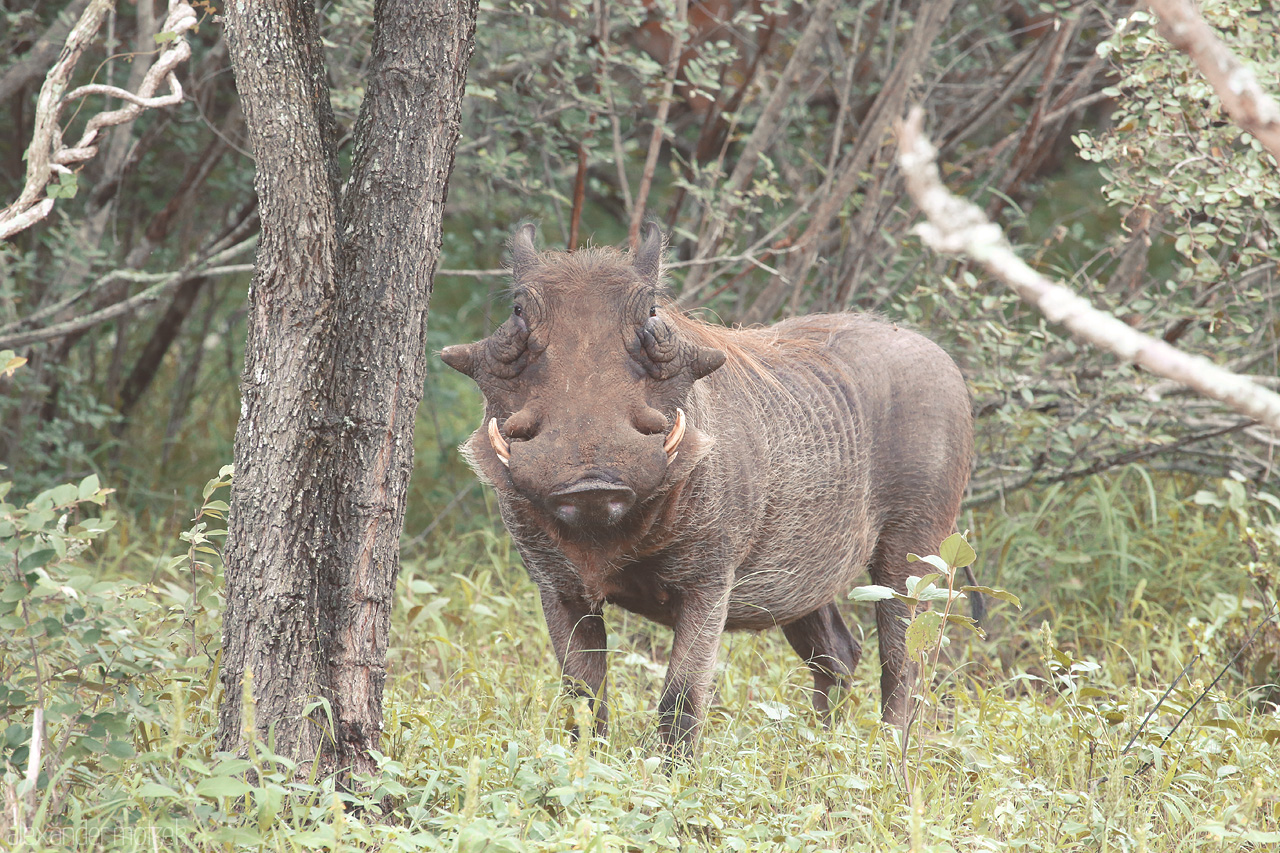 Foto von A warthog gazes curiously in Kruger National Park, South Africa, surrounded by lush bushveld greenery.