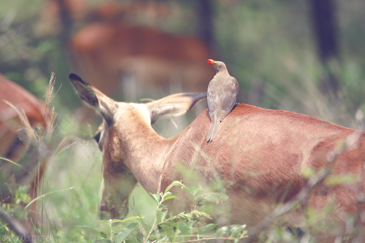 Foto von An oxpecker perches on an impala's back, showcasing a symbiotic relationship in Kruger National Park's lush landscape.