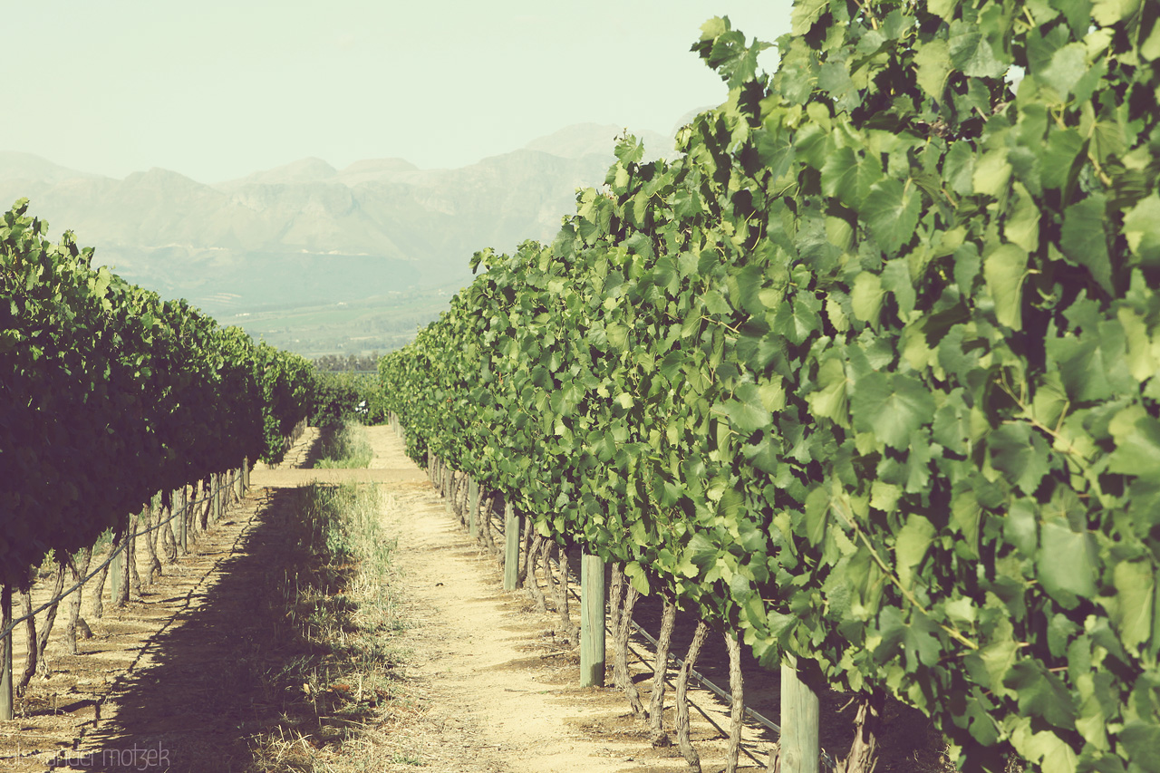 Foto von Blick auf die Weinreben in Babylonstoren, Stellenbosch, Südafrika