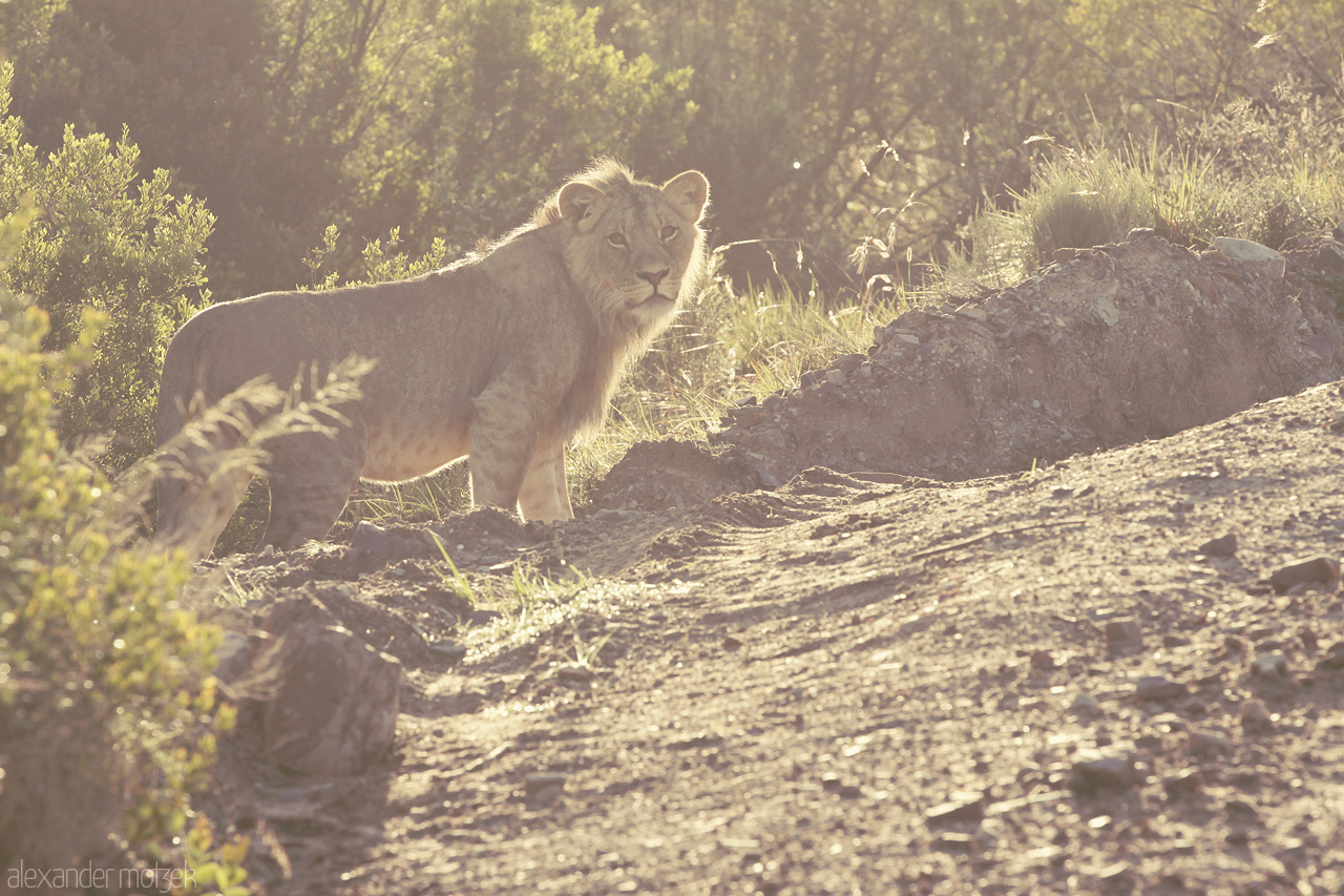 Foto von Die Mäne des jungen Löwen erstrahlt in der Abendsonne im Lalibela Game Reserve