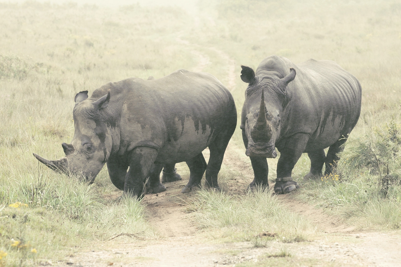 Foto von Ein verliebtes Nashorn Ehepaar im Lalibela Game Reserve