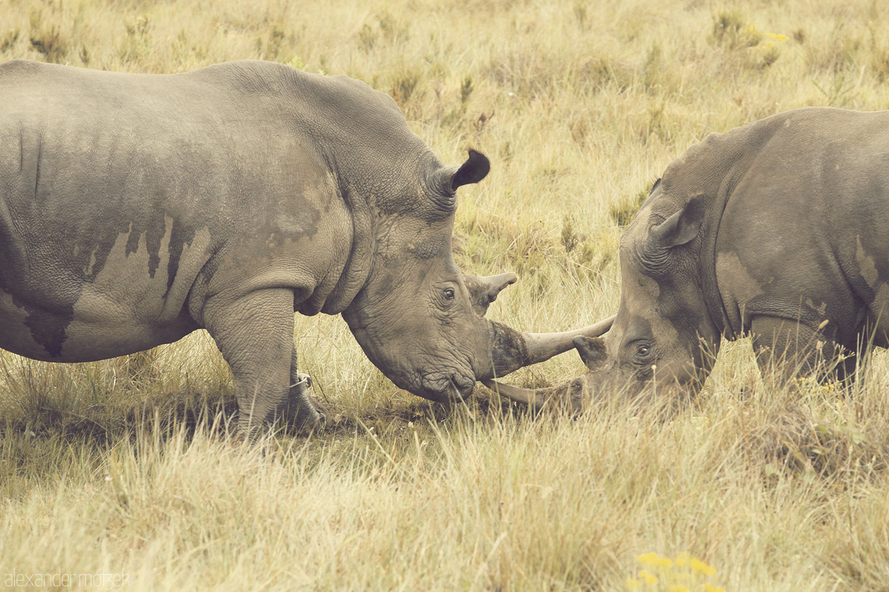 Foto von Ein verliebtes Nashorn Ehepaar im Lalibela Game Reserve