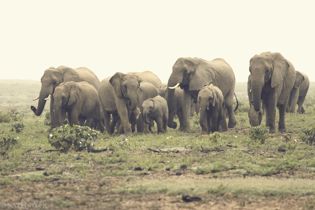 Foto von Eine riesige Herde Elefanten mit Jungen zieht durch das Lalibela Game Reserve