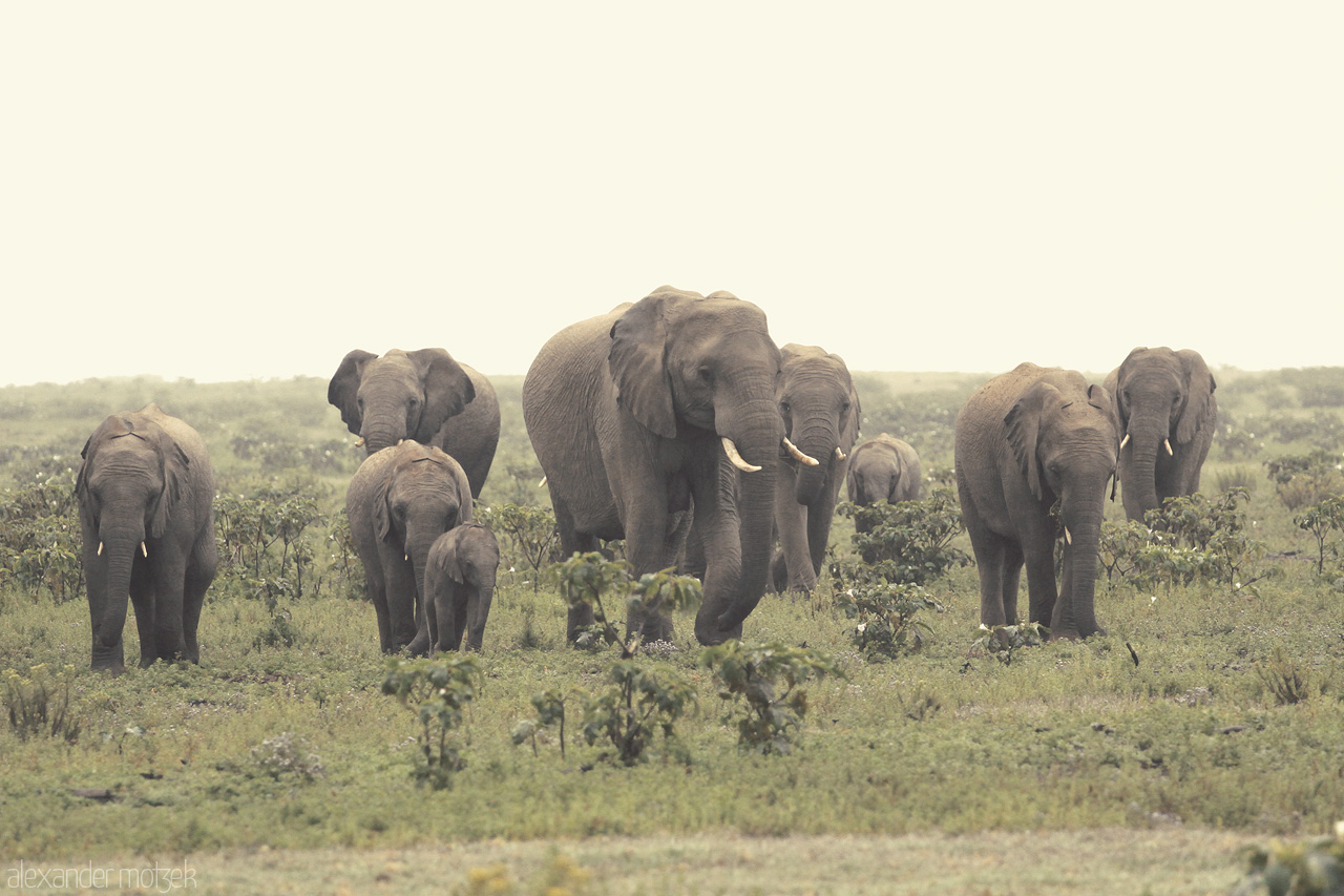 Foto von Eine riesige Herde Elefanten mit Jungen zieht durch das Lalibela Game Reserve