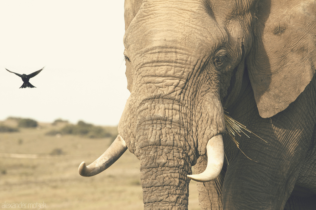 Foto von Elefant wird beim Frühstück von Vogel umkreist im Lalibela Game Reserve