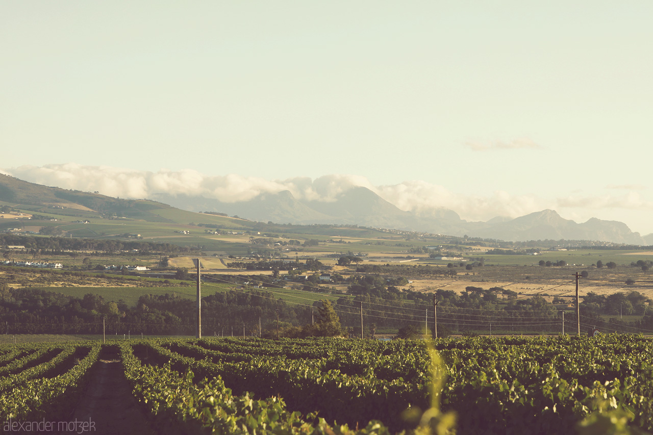 Foto von Ewige Weinreben in der Weinbauregion Stellenbosch in Südafrika