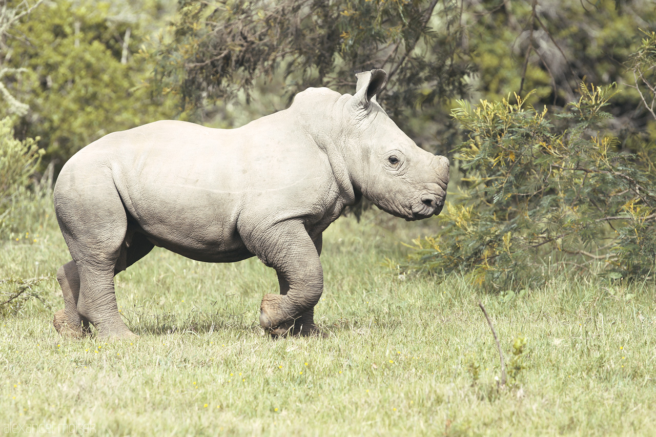 Foto von Frisch geborenes Nashornjunges im Lalibela Game Reserve