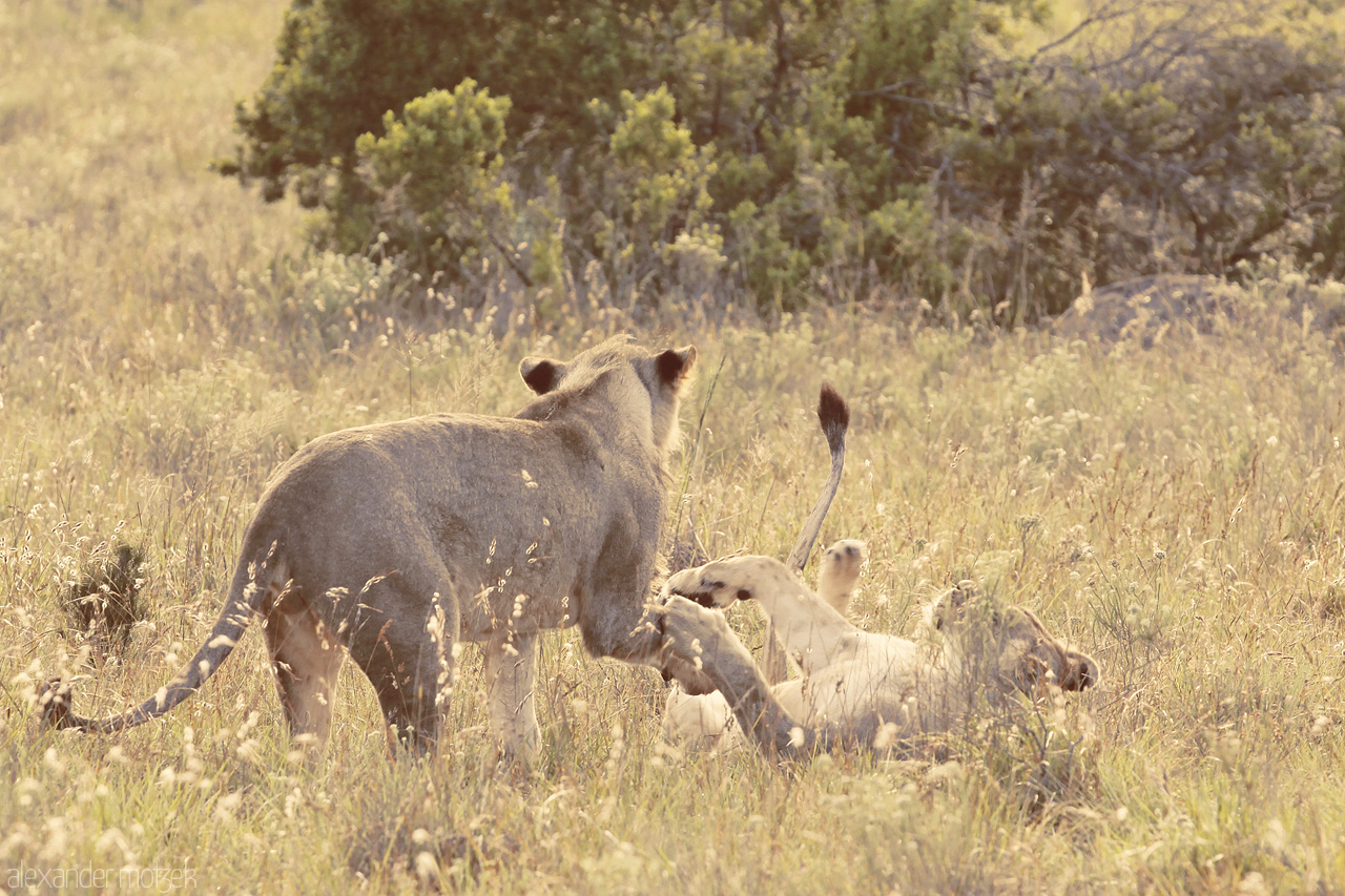 Foto von Junge Löwen spielen miteinander im Lalibela Game Reserve