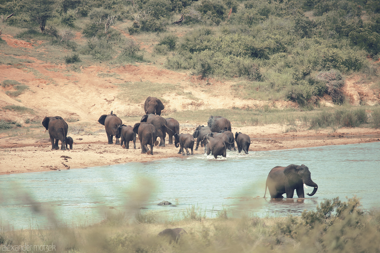 Foto von Majestic elephants gather at a tranquil river crossing in Kruger National Park, South Africa, showcasing the wild heart of the bushveld.