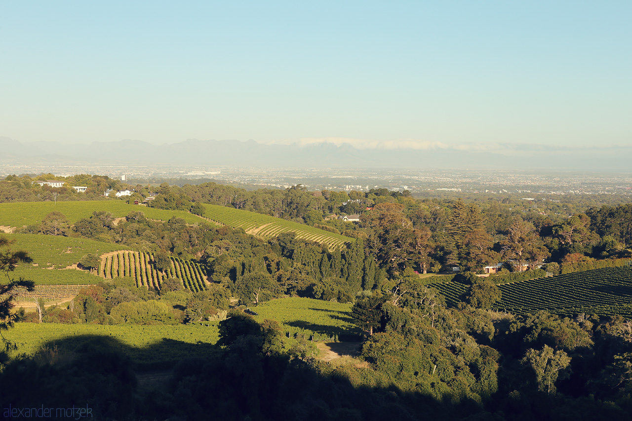 Foto von Majestic vineyards stretch beneath Table Mountain in Cape Town, showcasing lush greenery under a serene sky.