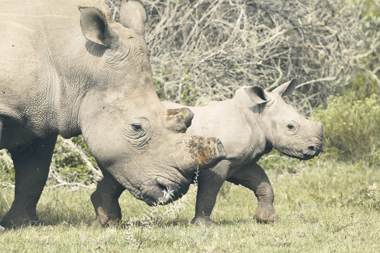 Foto von Nashornjunges mit ihrer Mutter im Lalibela Game Reserve