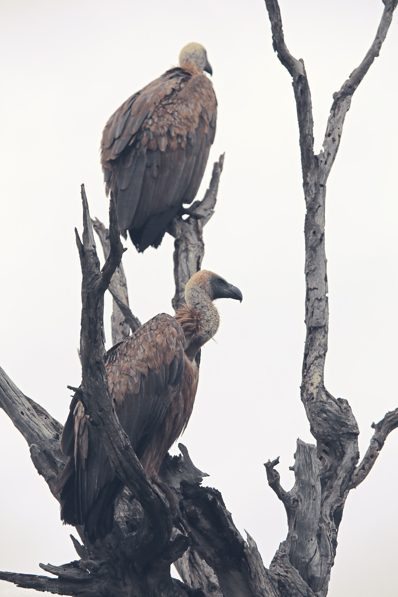 Foto von Two vultures perch on barren branches in Kruger National Park, silent guardians of the African savanna.