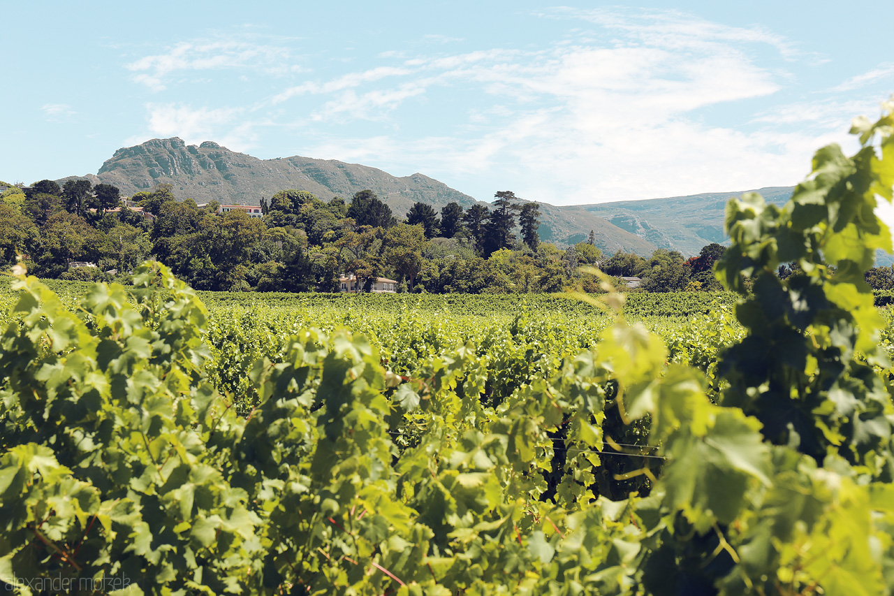 Foto von Vast vineyards stretch under the shadow of verdant mountains in Constantia, Cape Town, a harmonious blend of nature and cultivation.