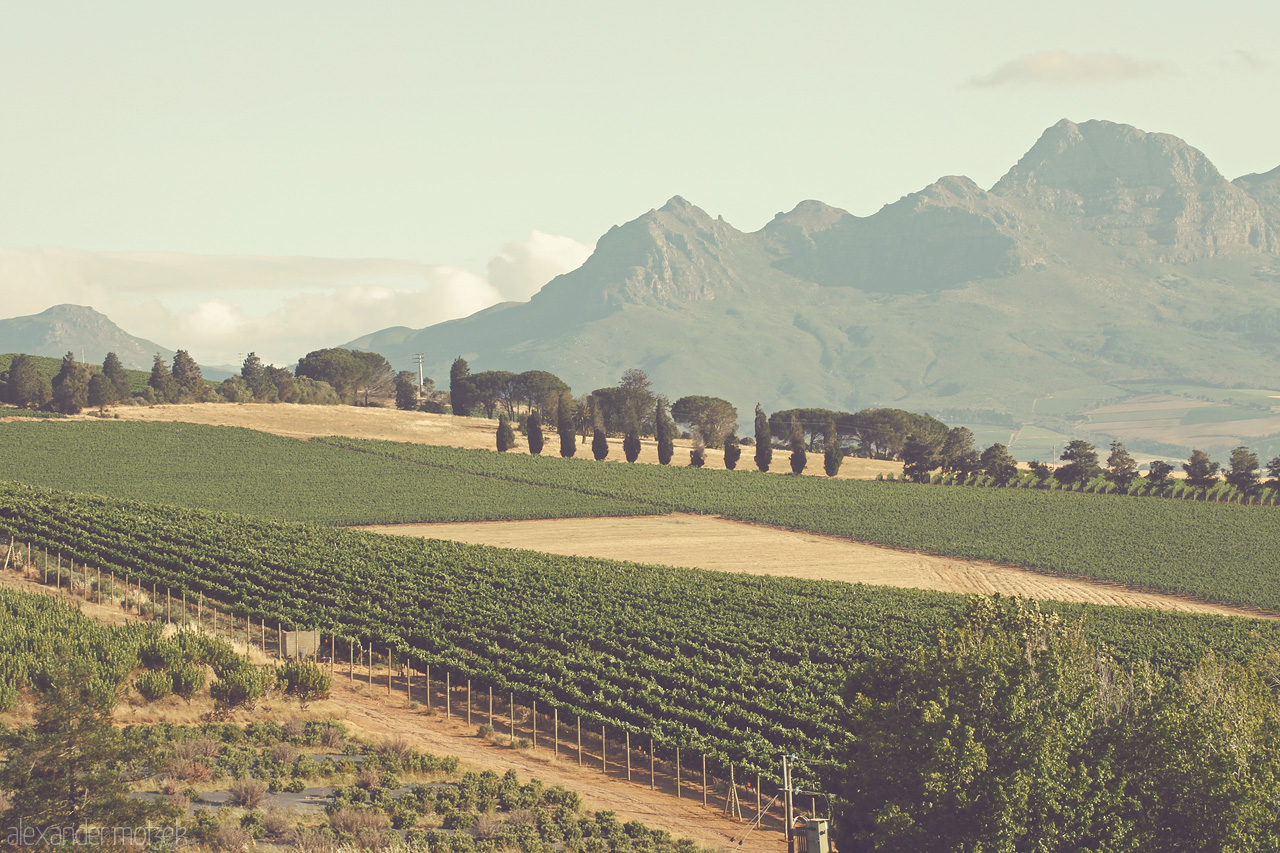 Foto von Weinberge vor den Tafelbergen Stellenboschs, Südafrika