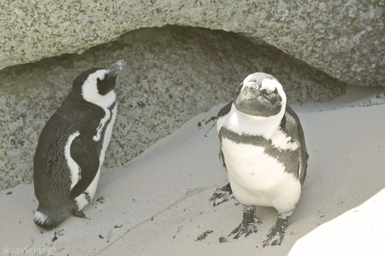 Foto von Zwei Pinguine sonnen sich am Boulders Beach auf dem Kap der guten Hoffnung