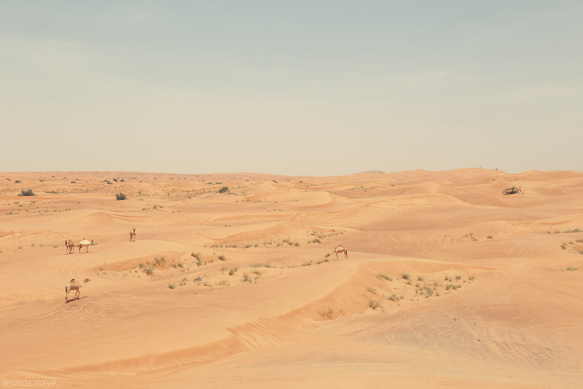 Foto von Camels wander the golden dunes near Al Madam, Sharjah—endless desert horizons, sunlit and timeless in the UAE's heart.