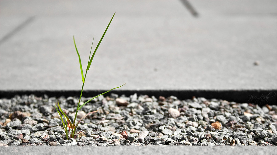 Foto von Pflanze in Beton