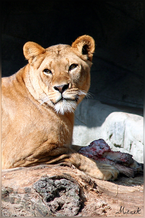 Foto von Tiere Tiger