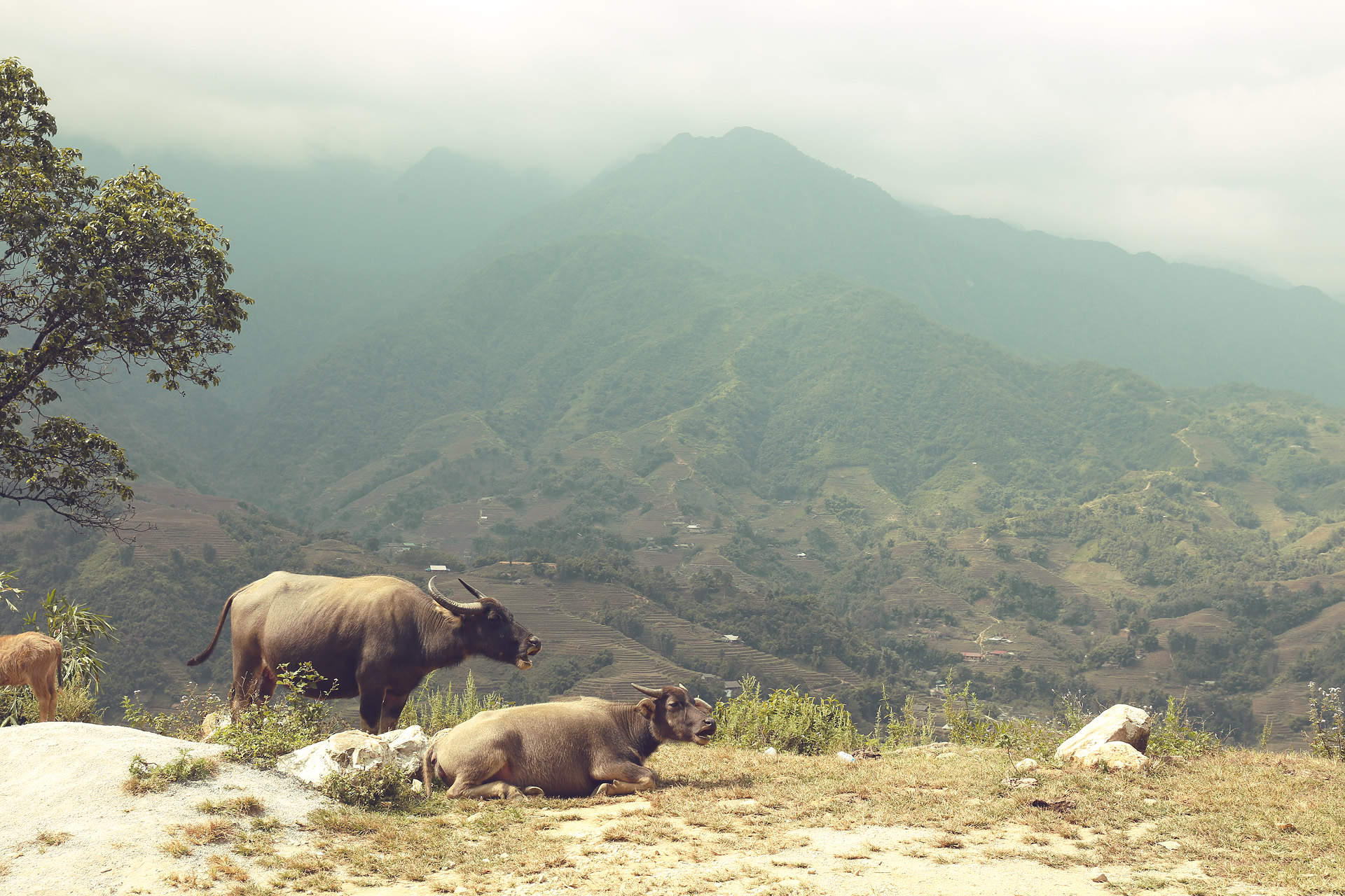 Foto von Water buffalo rest on a sunlit hill, overlooking Sapa's misty mountains and lush terraced valleys in northern Vietnam.